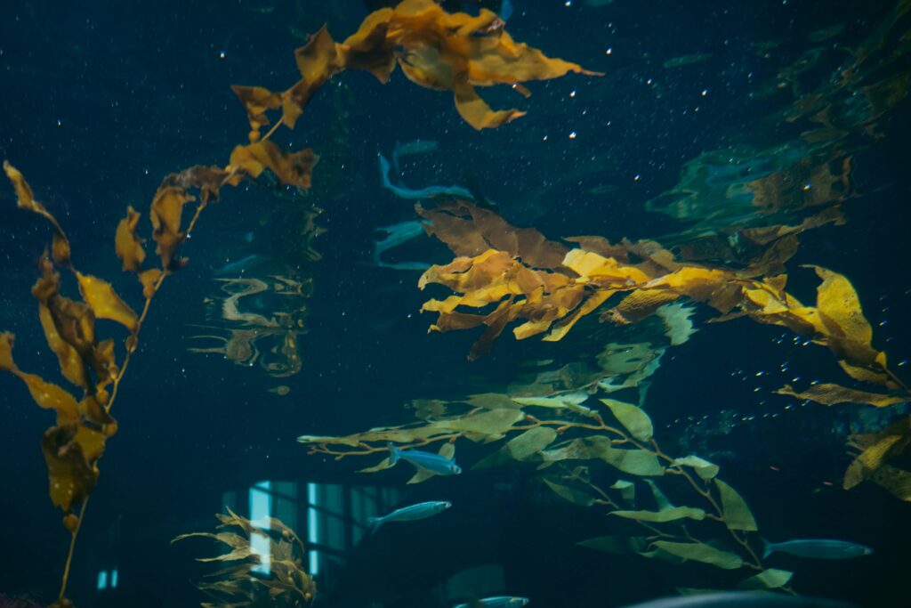 Underwater scene of kelp and fish in aquarium
